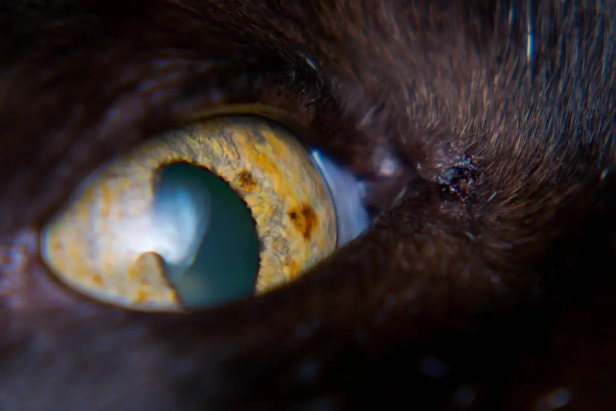 Eye colour changes in cats