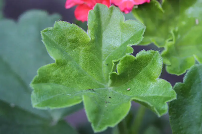 Geranium leaf