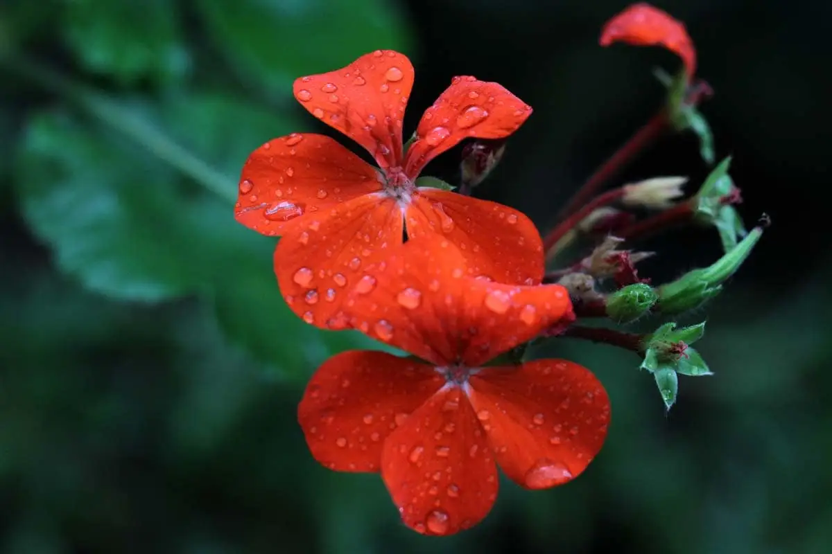 Is geranium toxic to cats?
