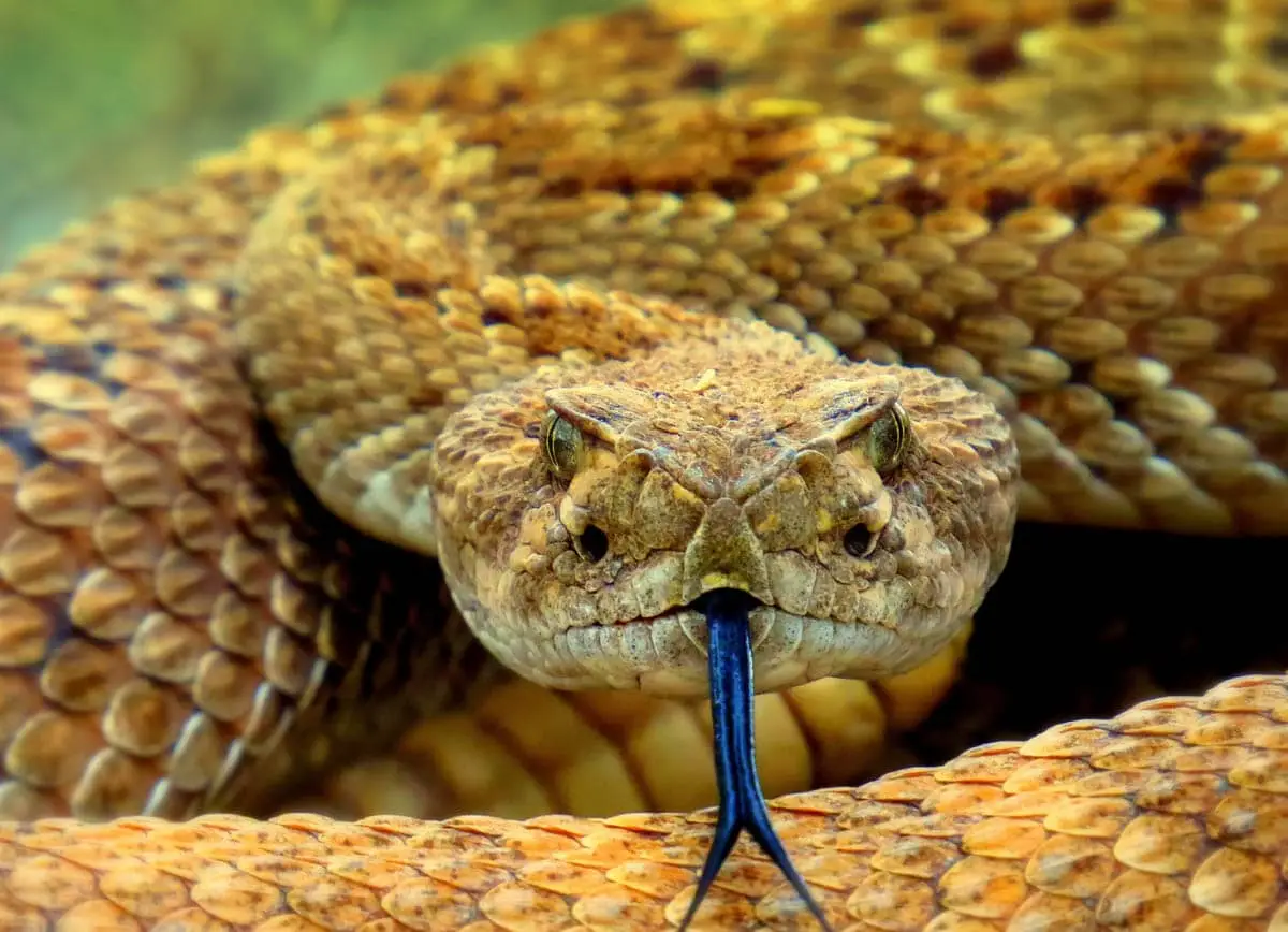 Cat bitten by snake