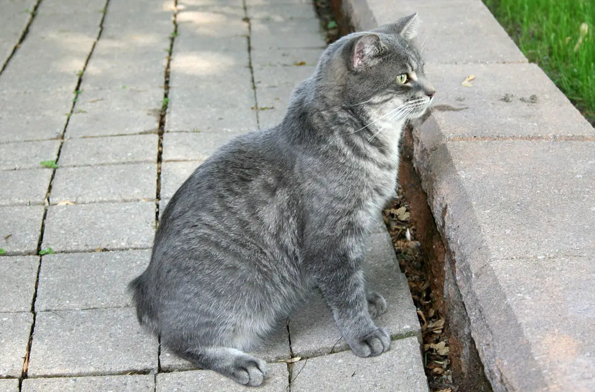 Manx syndrome