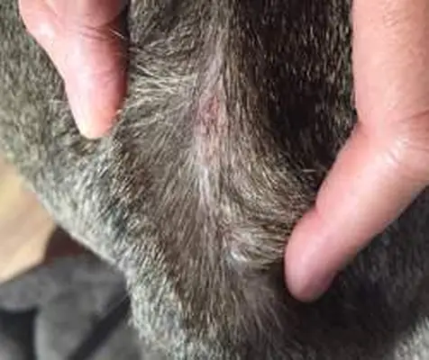 Flea allergy dermatitis in cats
