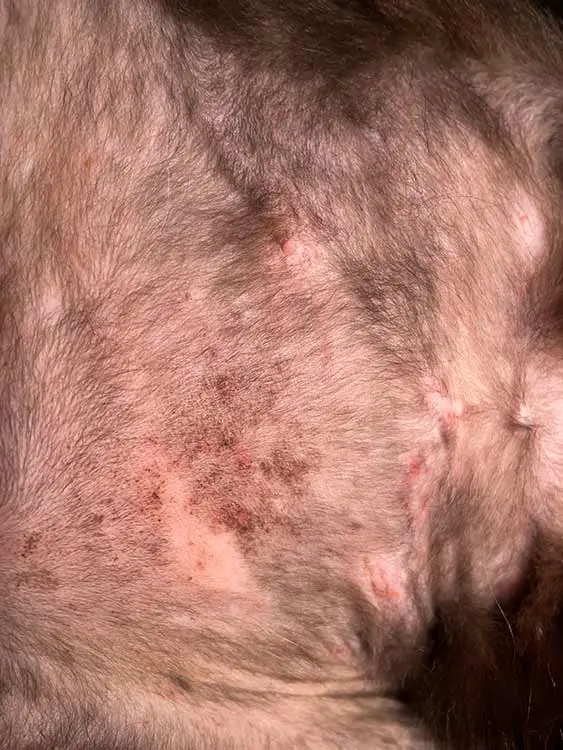 scabs from a flea allergy