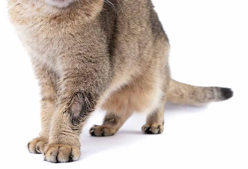 Cat with ringworm scab on front leg