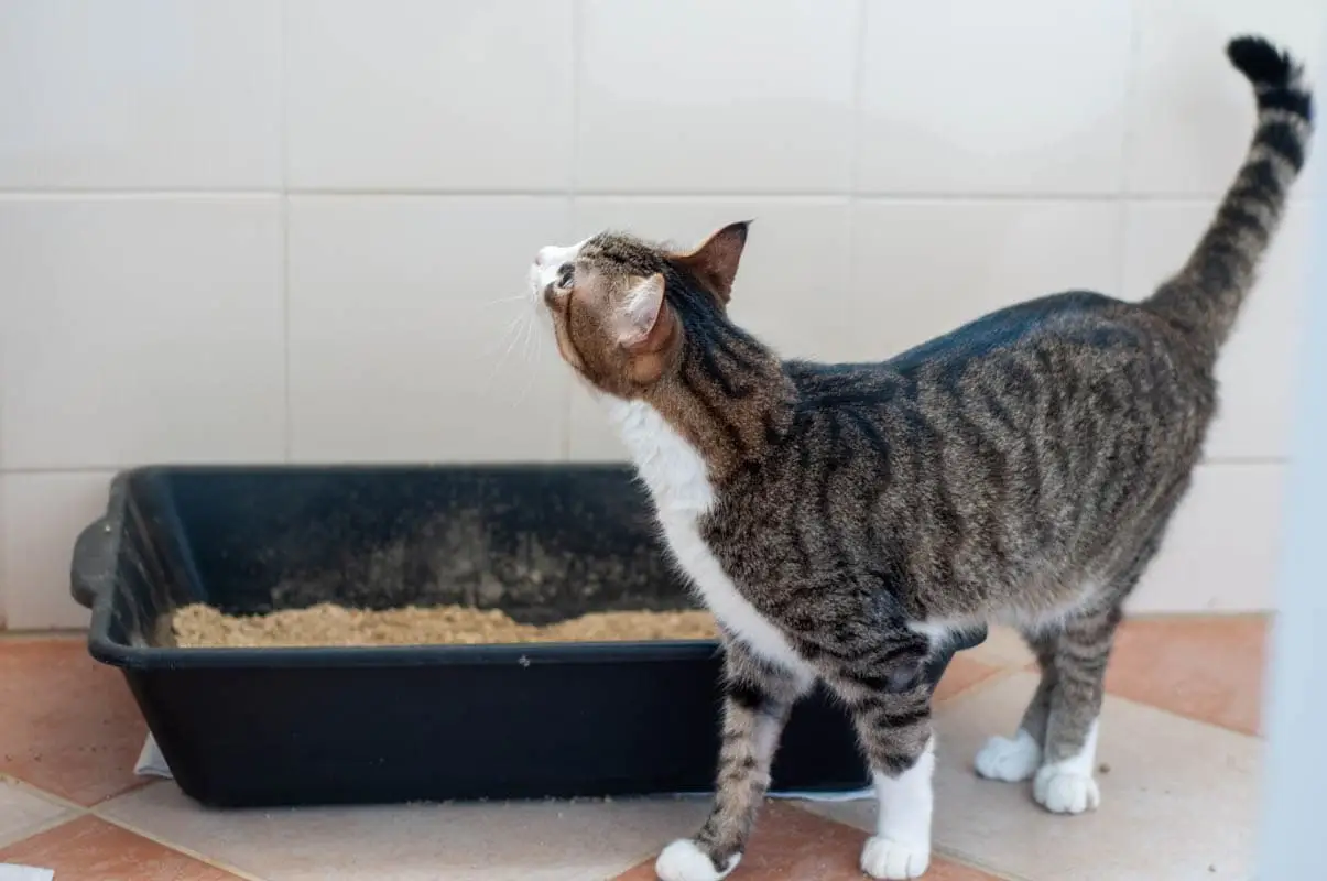 Cat straining to urinate