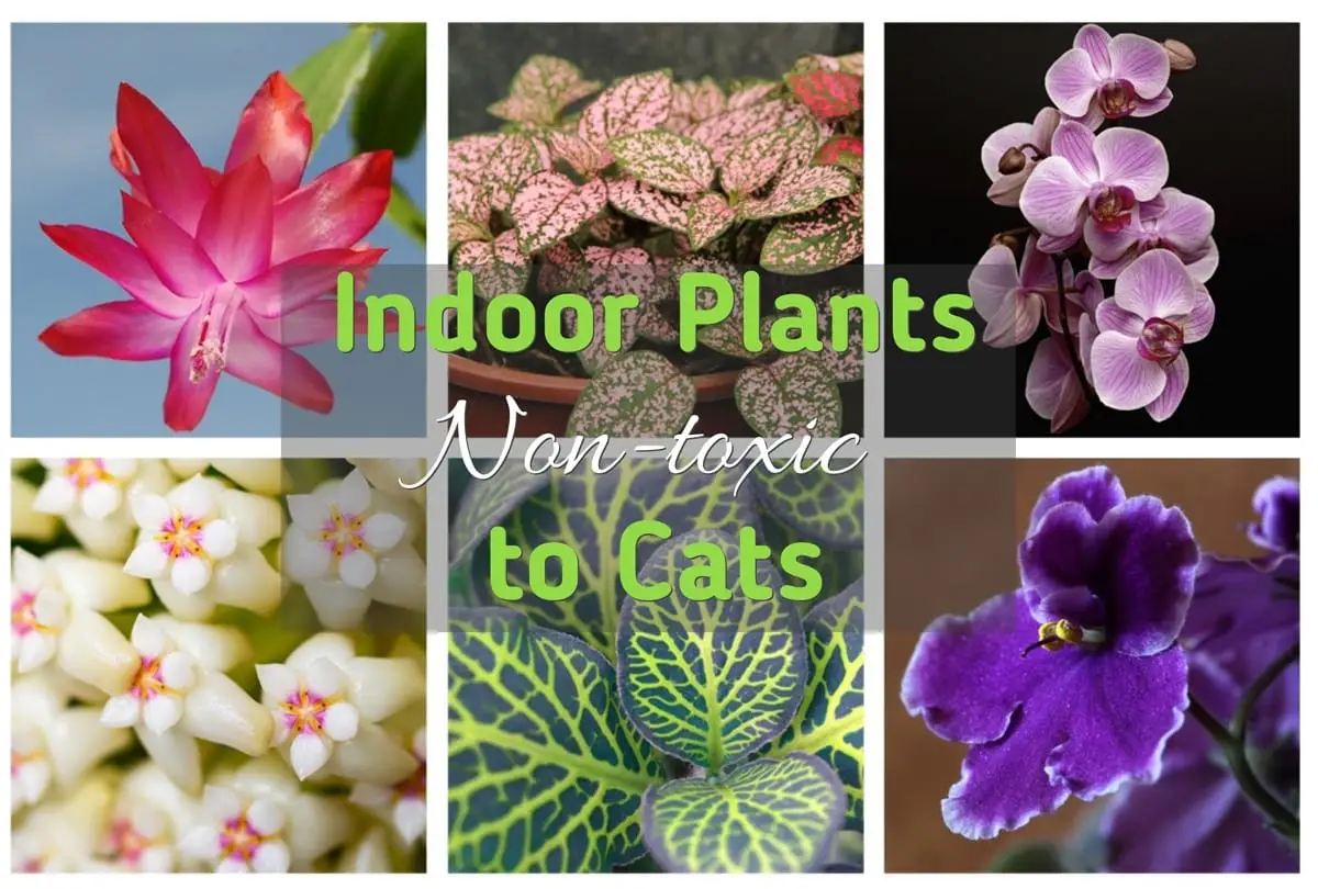 Indoor plants non-toxic to cats