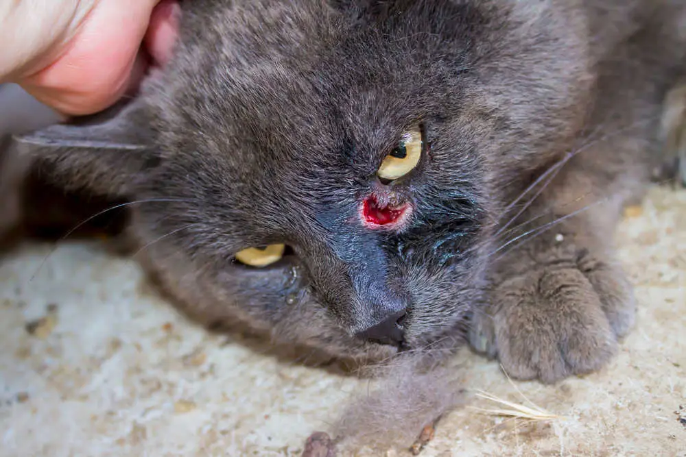 abscess on cat