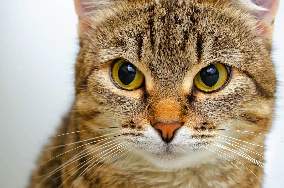 Blood loss in cats