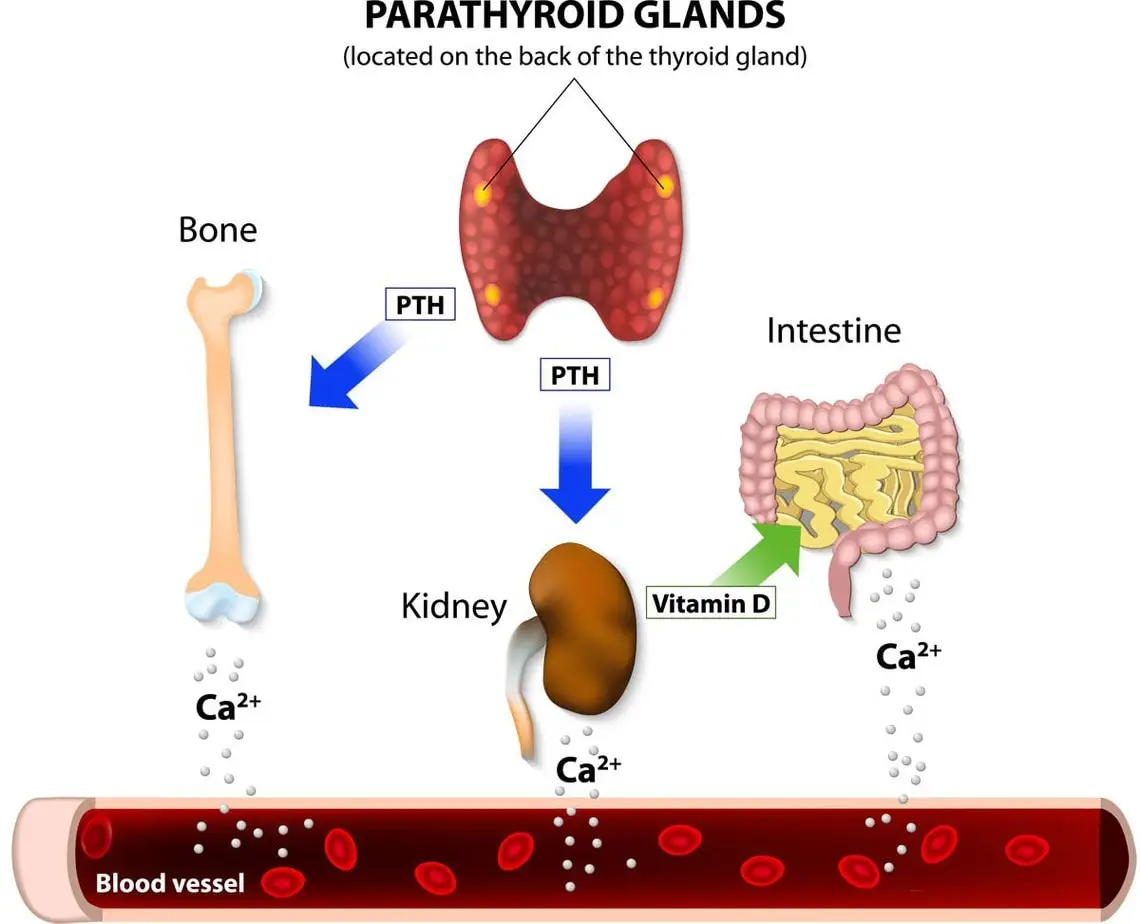 Parathyroid gland