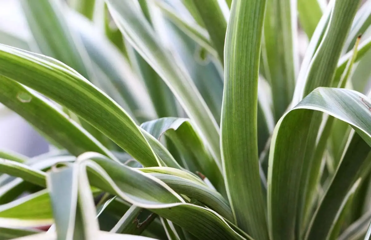 Is spider plant toxic to cats?