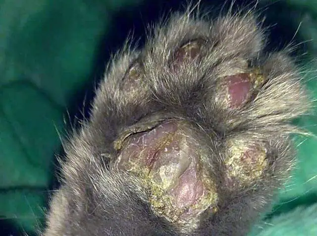 Pemphigus in cats