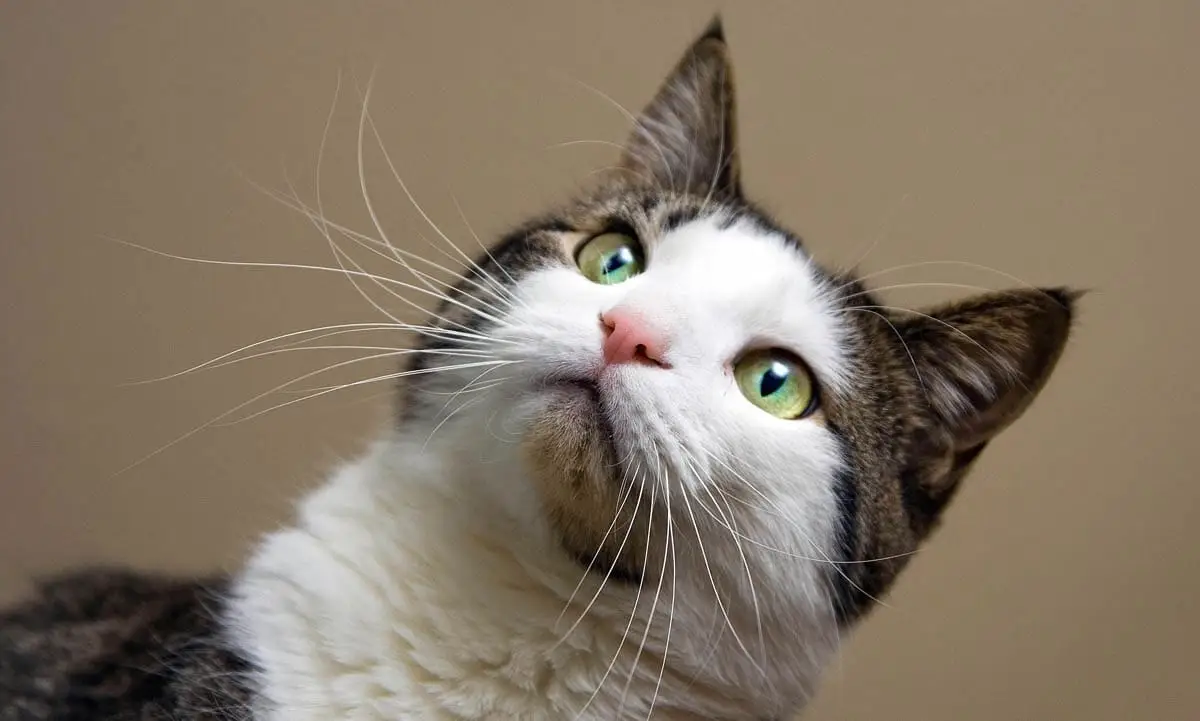 Pemphigus in cats