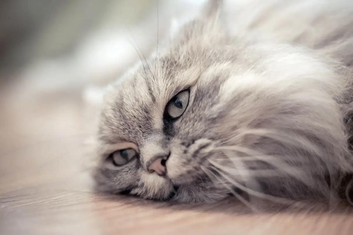 Ruptured bladder in cats