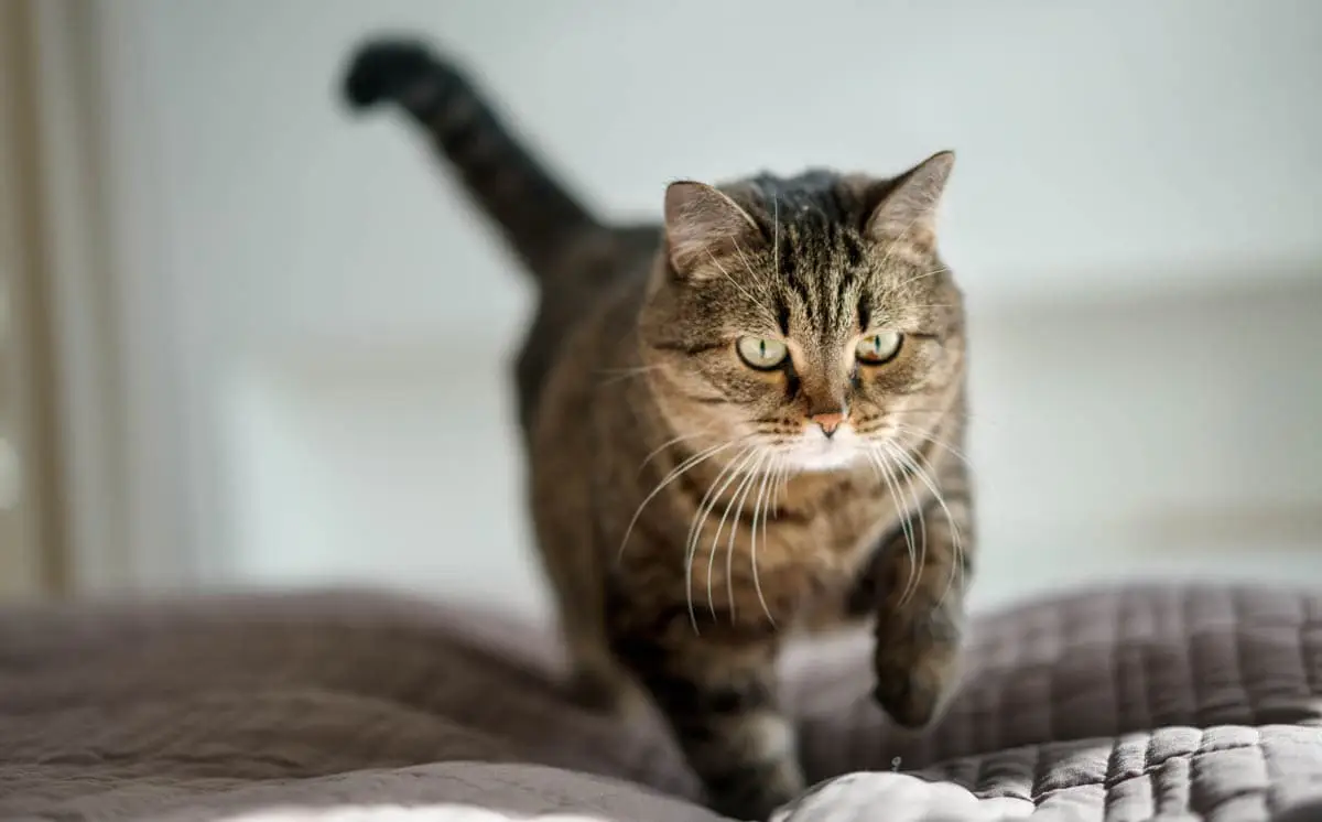 Cholangitis in cats