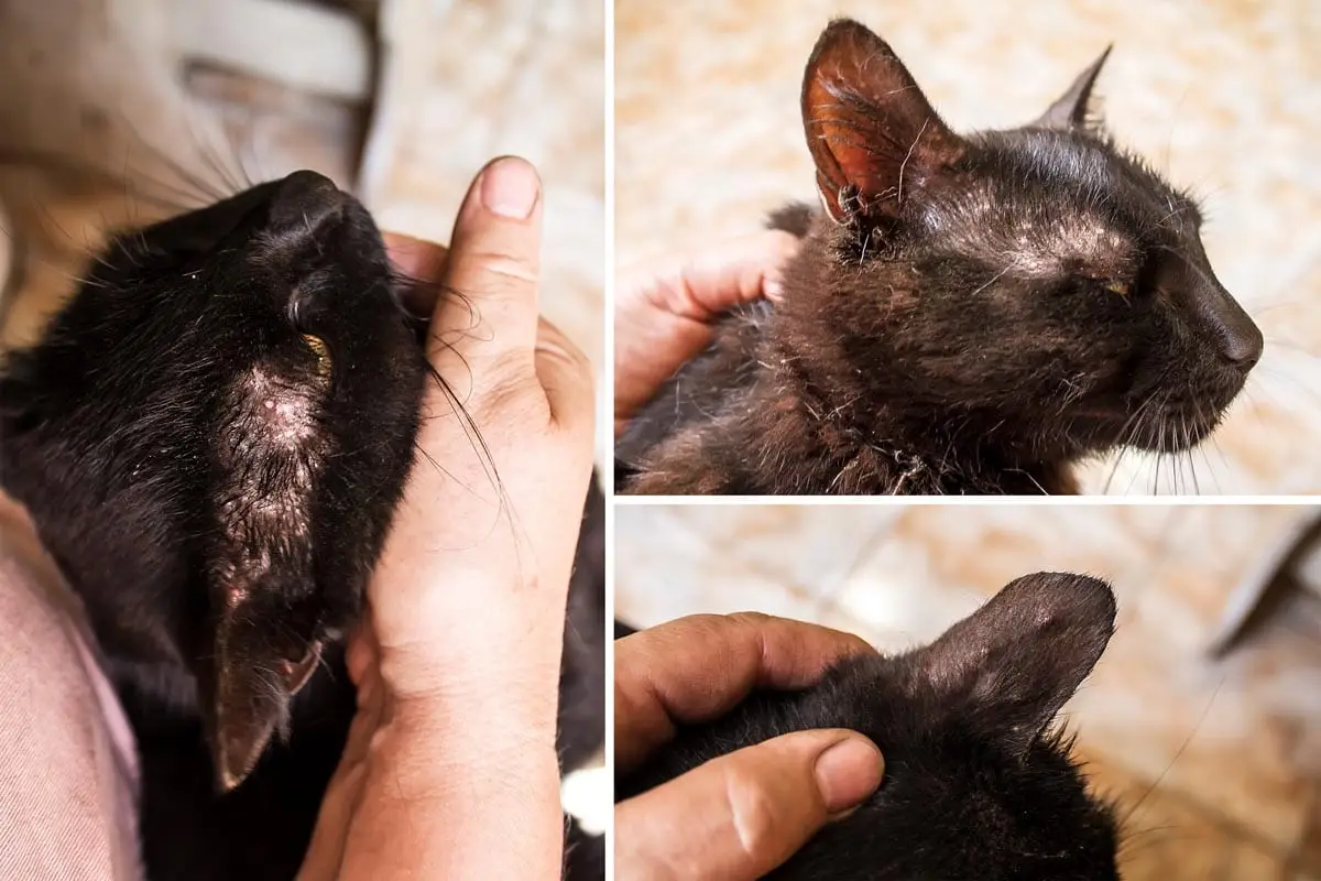 Food elimination diet trial for cats