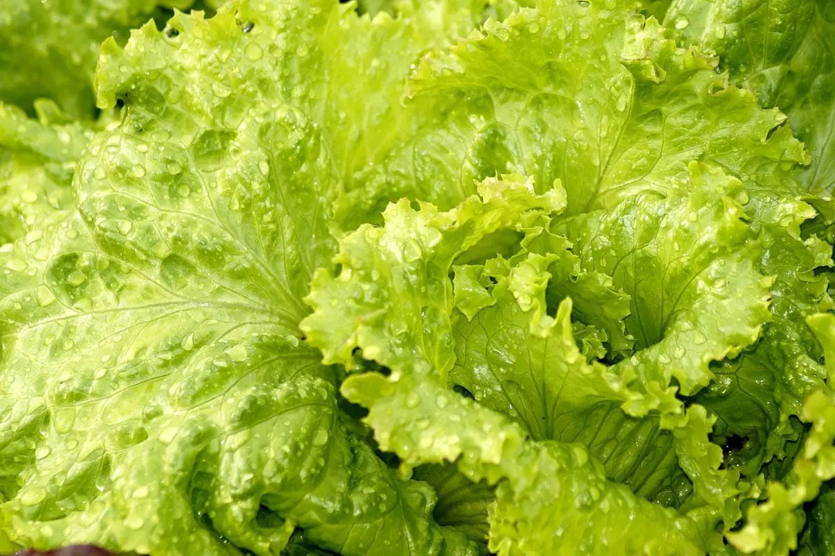 Can cats eat lettuce