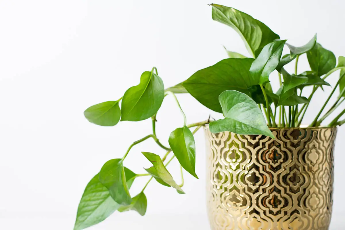 Is pothos toxic to cats?