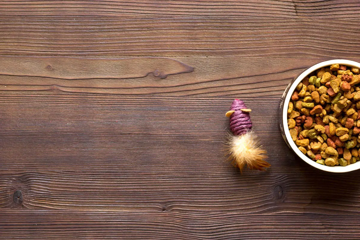 Loss of appetite in cats