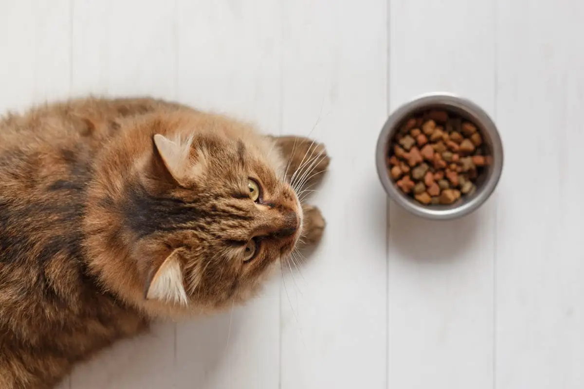 Eating disorders in cats
