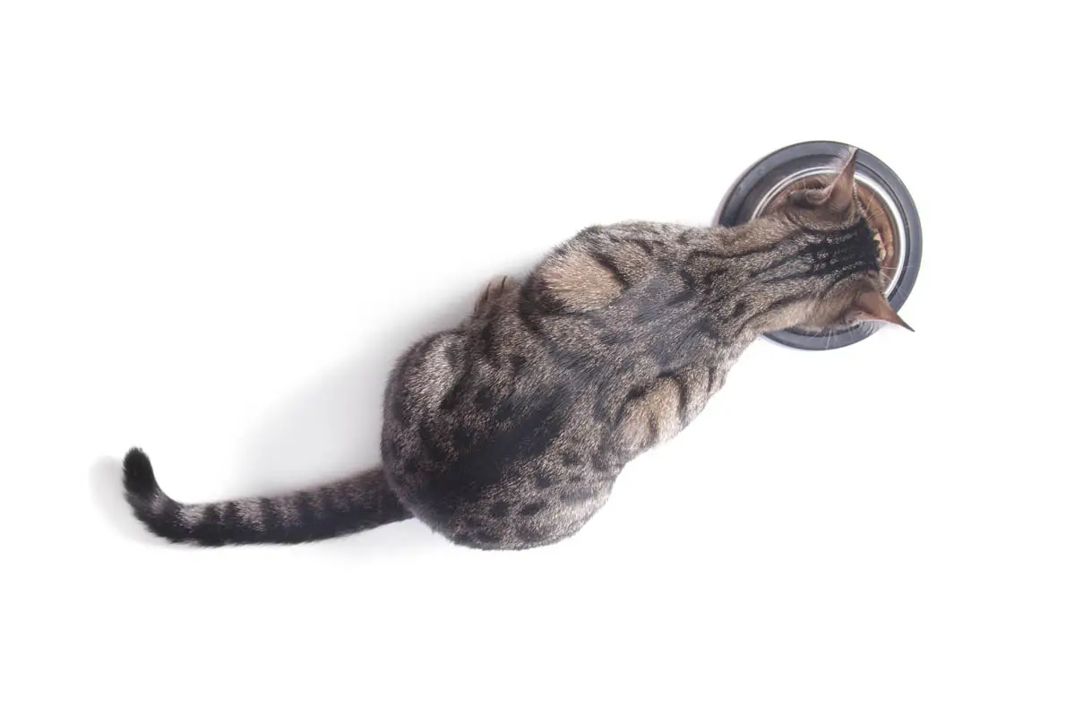 Cat eating