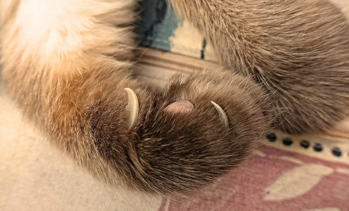 Close up of a cat