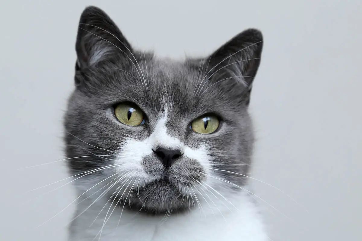 Gastric decontamination for cats