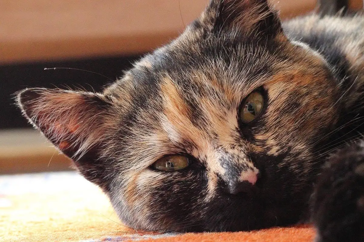 Glossary of feline terms