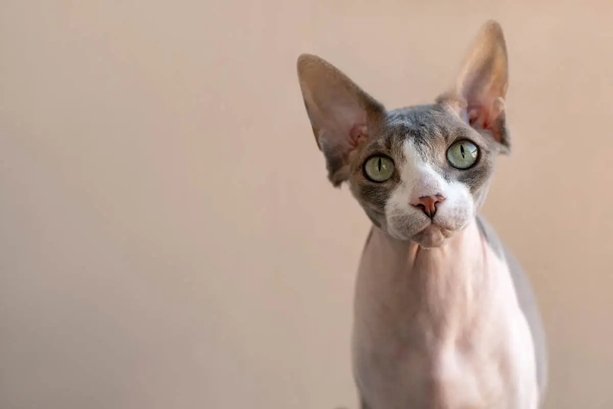 Gastrointestinal obstruction in cats