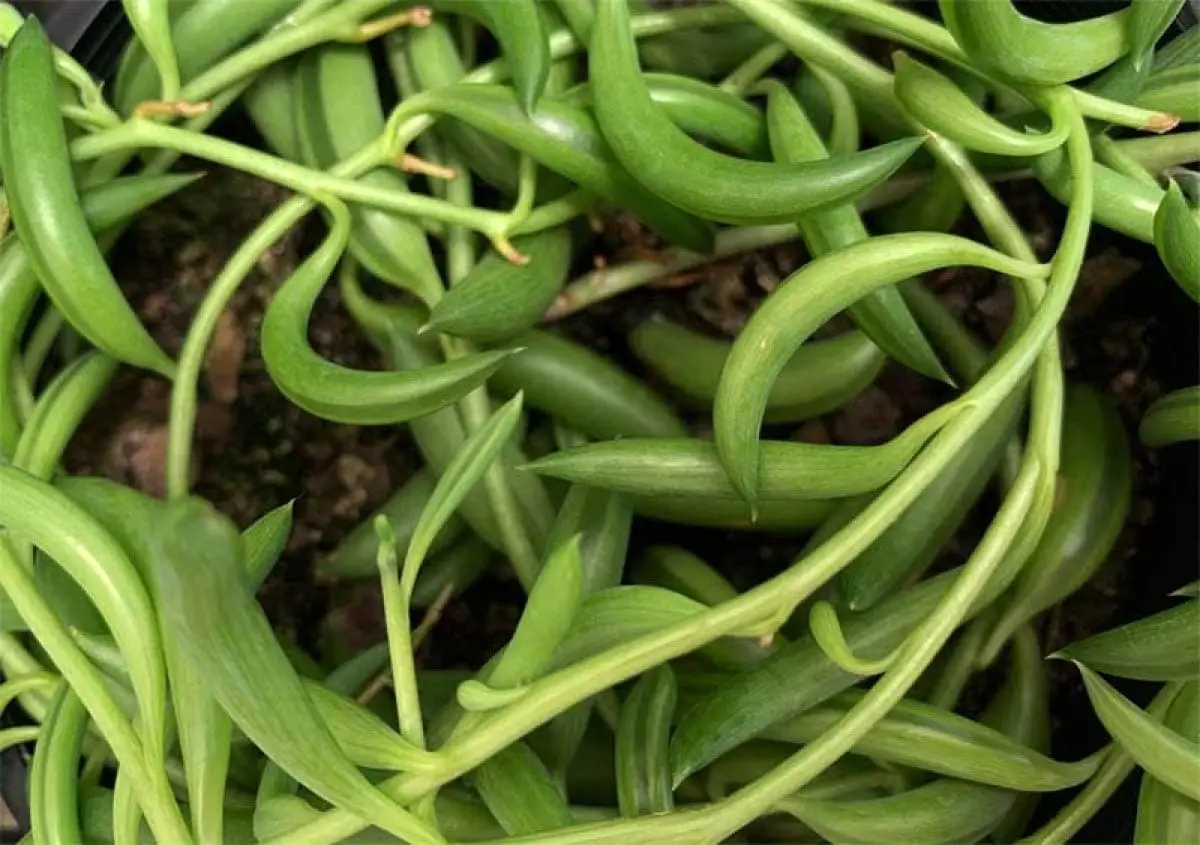 String of bananas