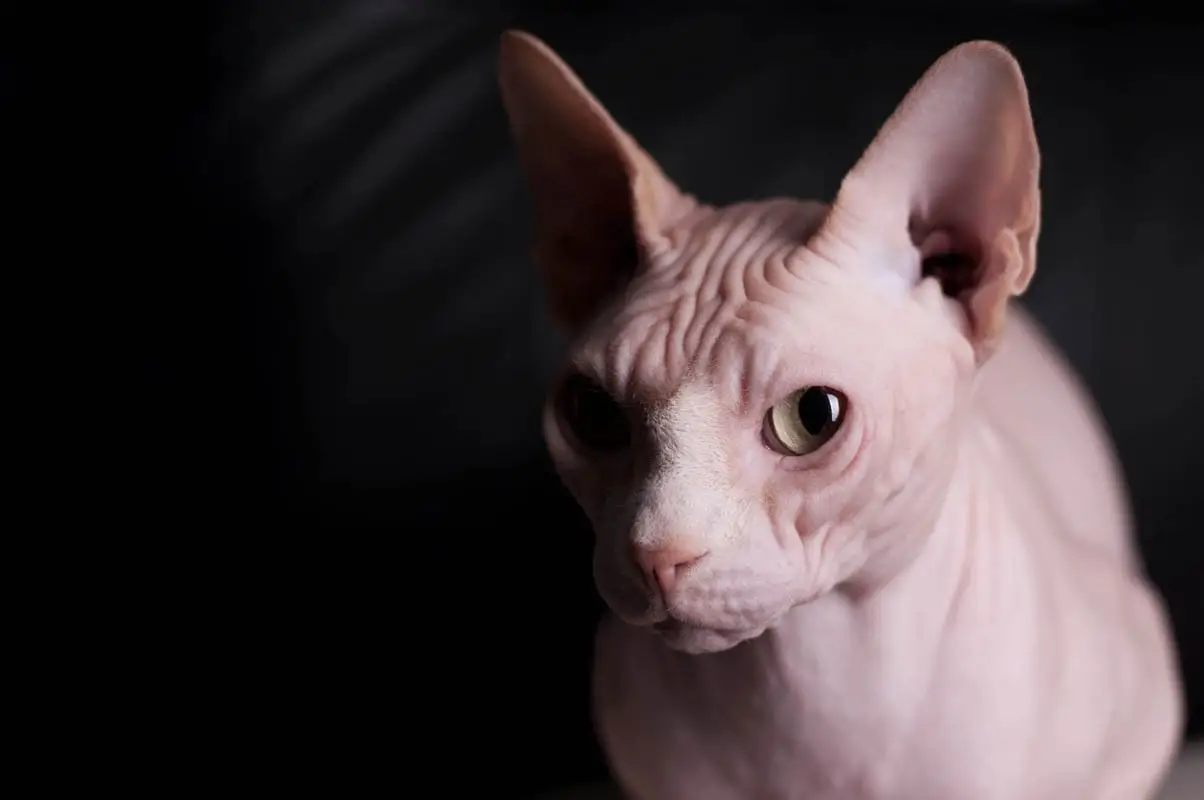 Nosebleed in cats