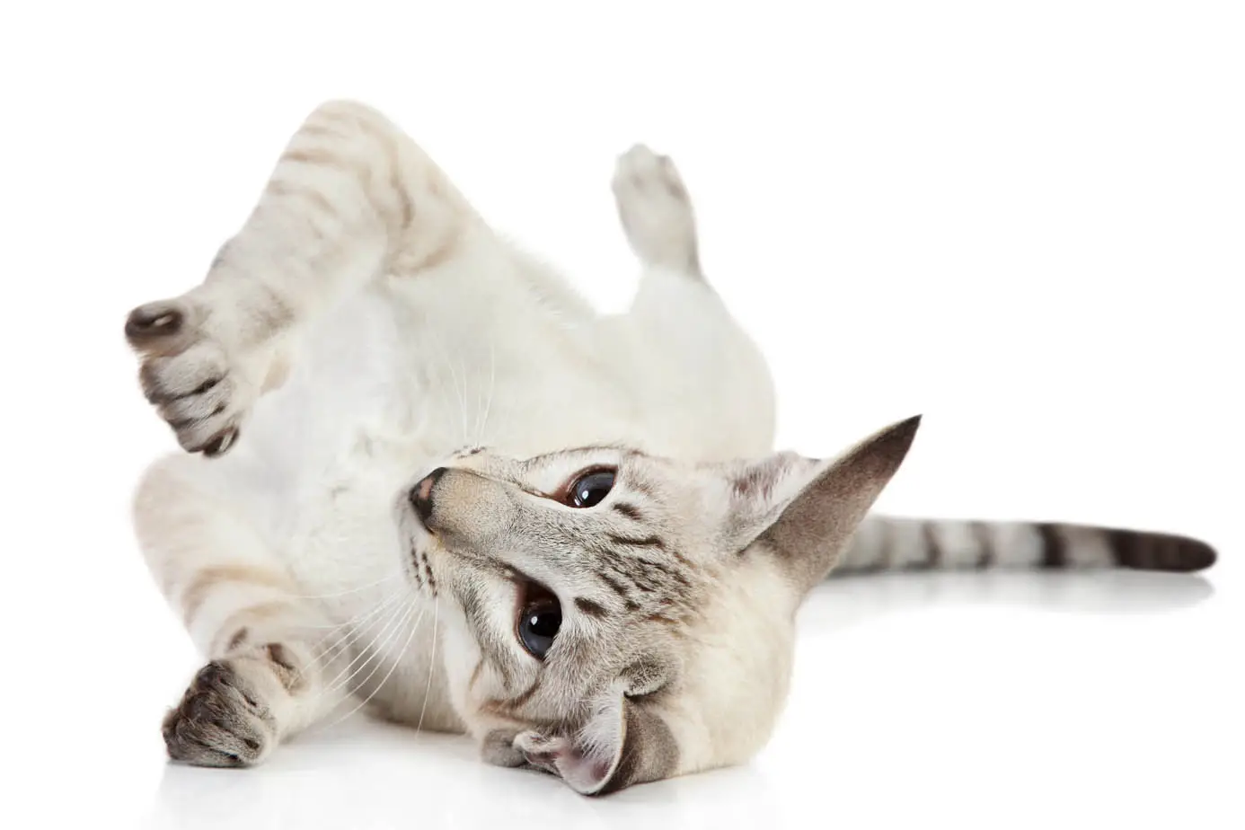 Lynx point Siamese