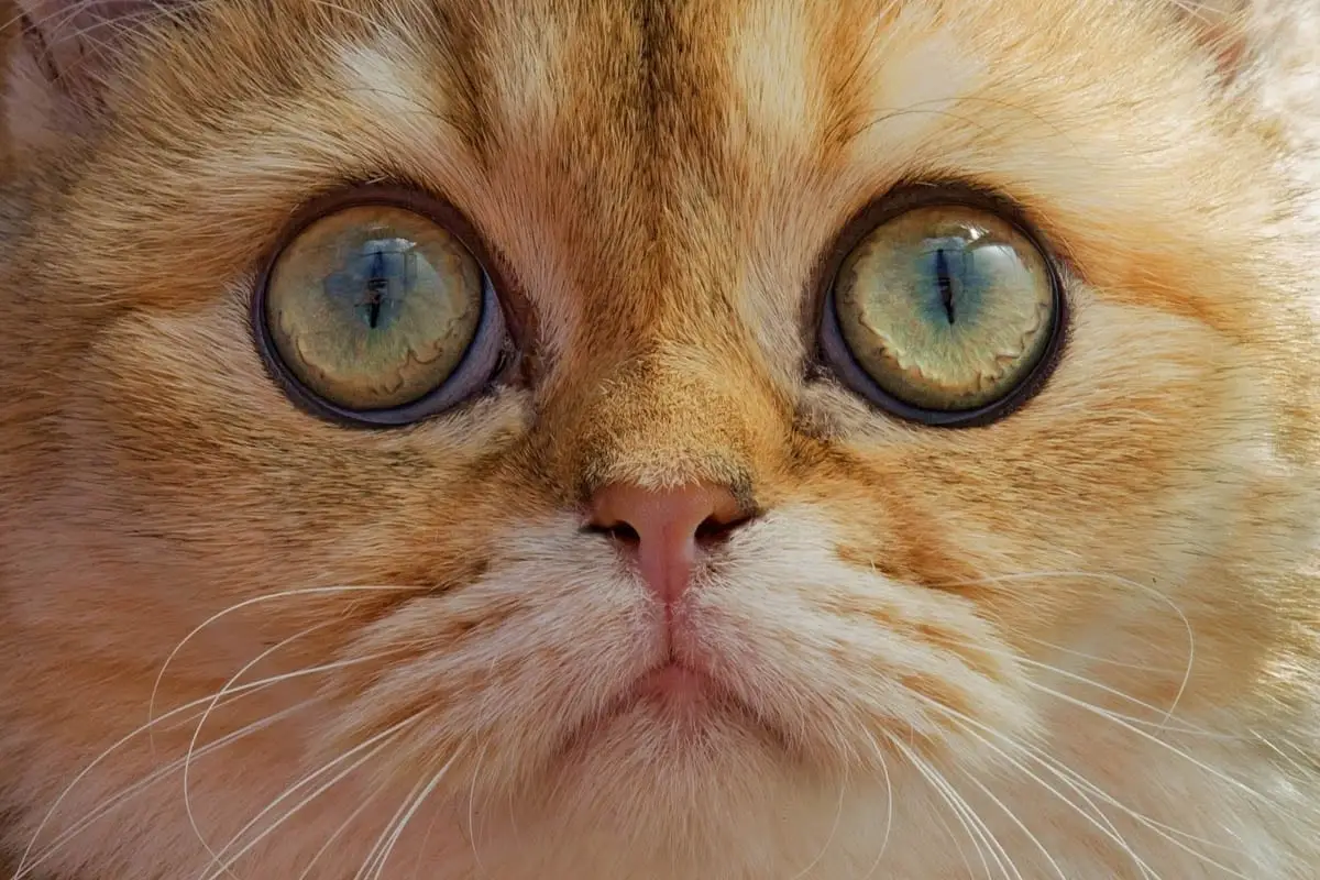 Bone cancer in cats