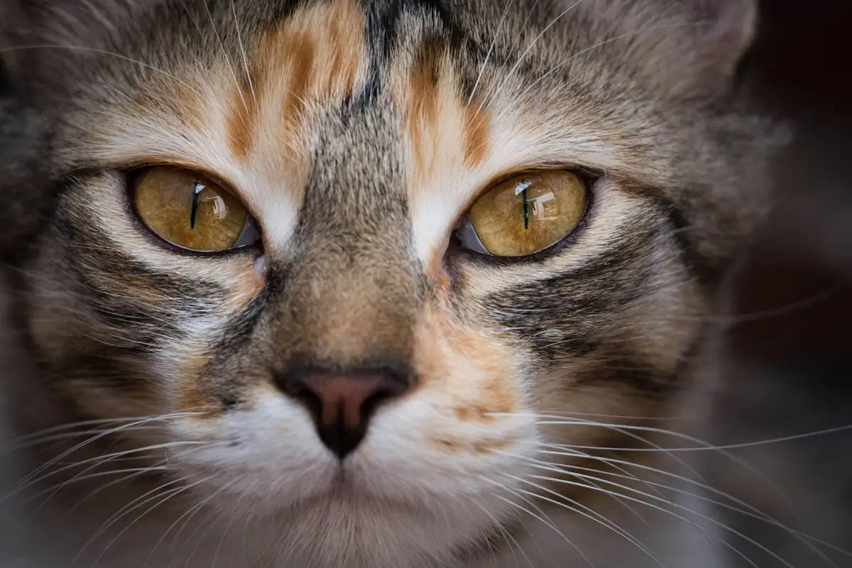 c-section in cats