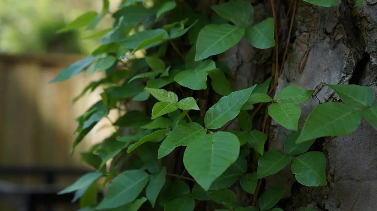 Is poison ivy toxic to cats?