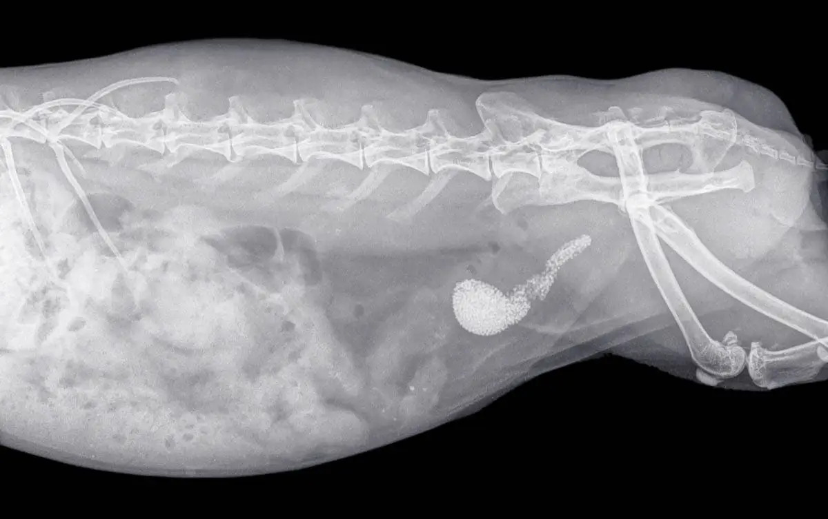 Bladder stones in cats