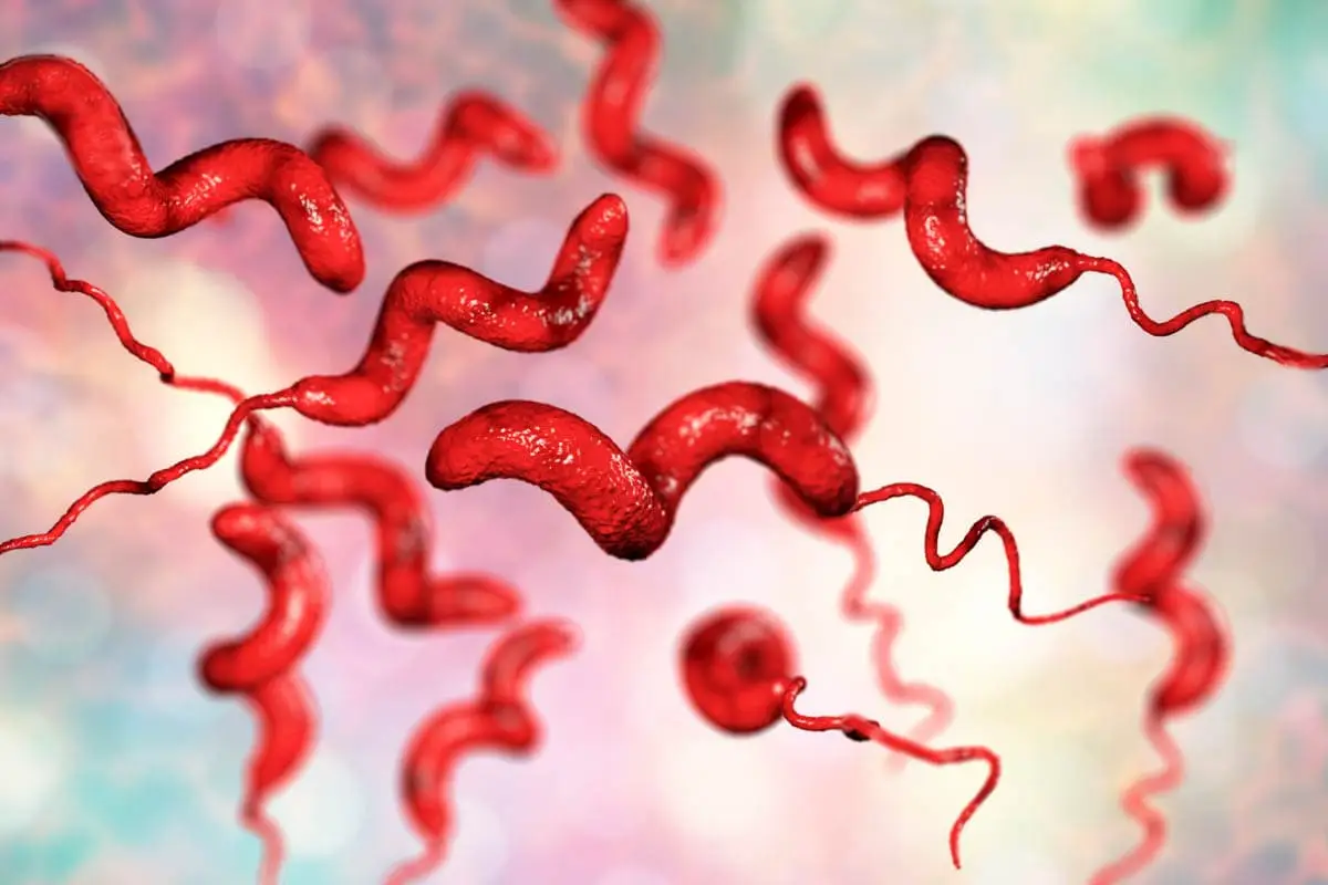 Campylobacteriosis-in-cats