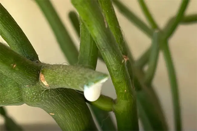 Pencil plant irritant sap