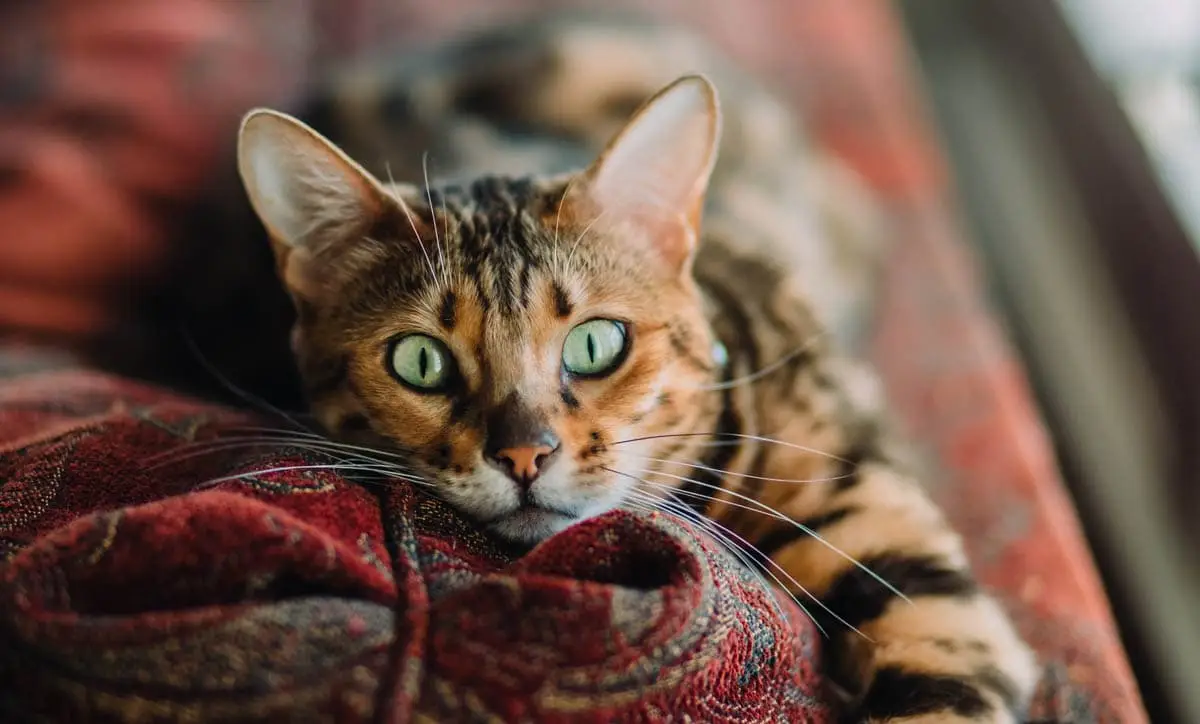Nutritional support for sick cats