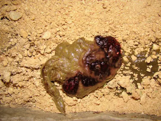 mucus in cat stools on sandy ground