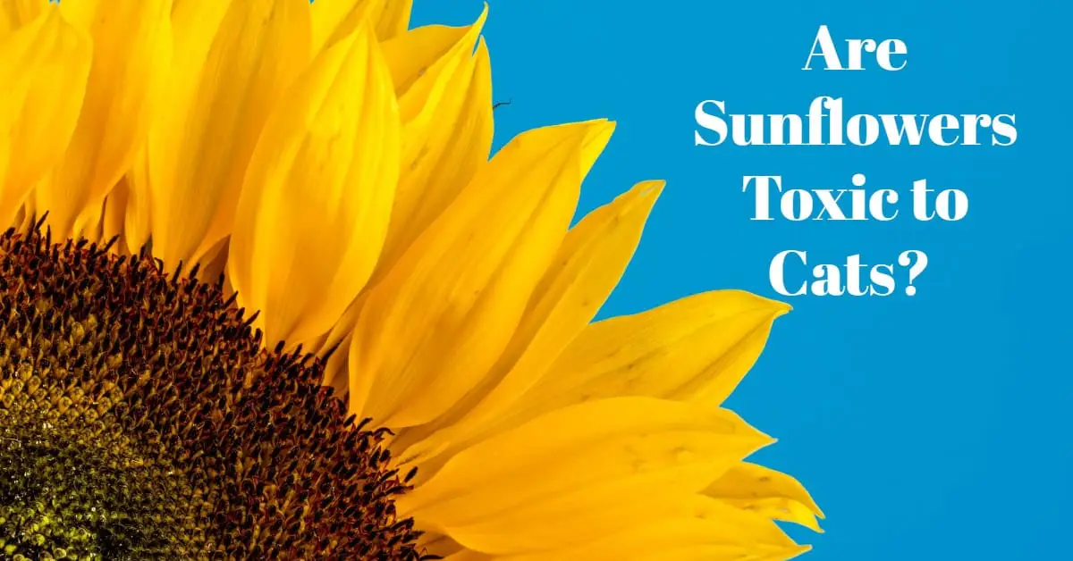 Are sunflowers toxic to cats?
