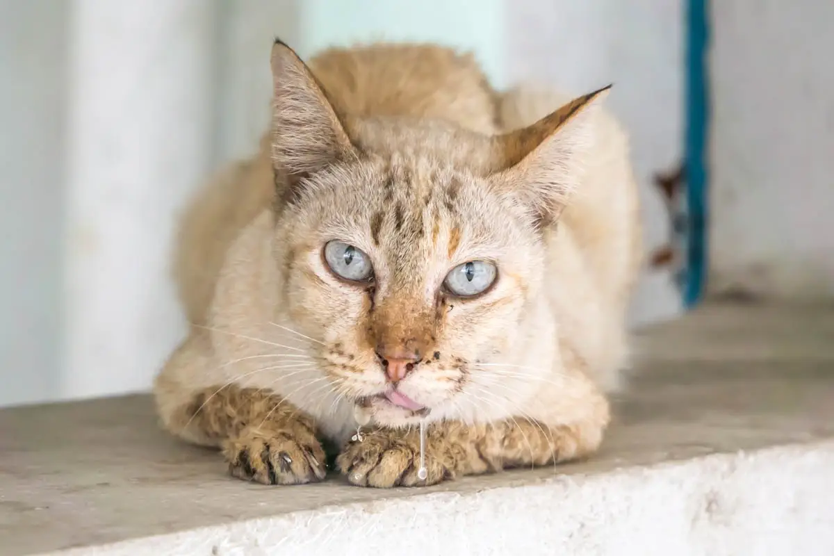 Cat drooling