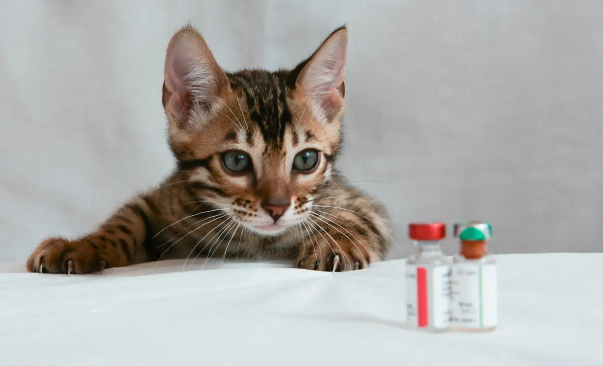 Kitten vaccination schedule