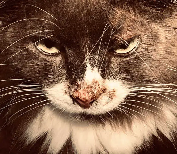 cat nose scabs due to ringworm infection