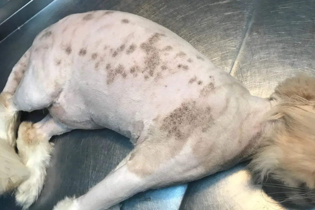 Ringworm on a cat
