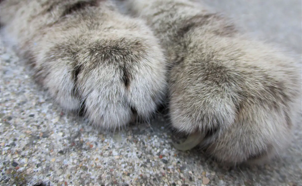 Claw and nailbed infection in cats