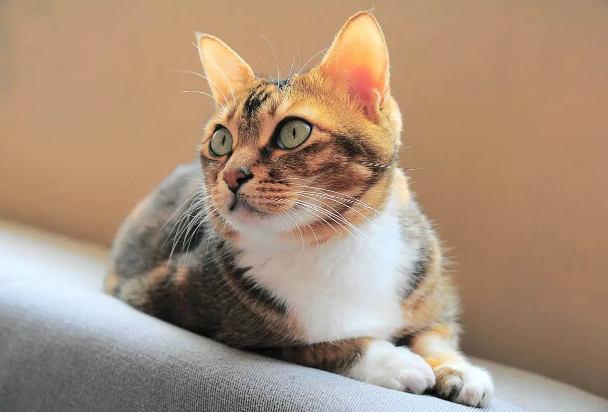 Disseminated intravascular coagulation in cats