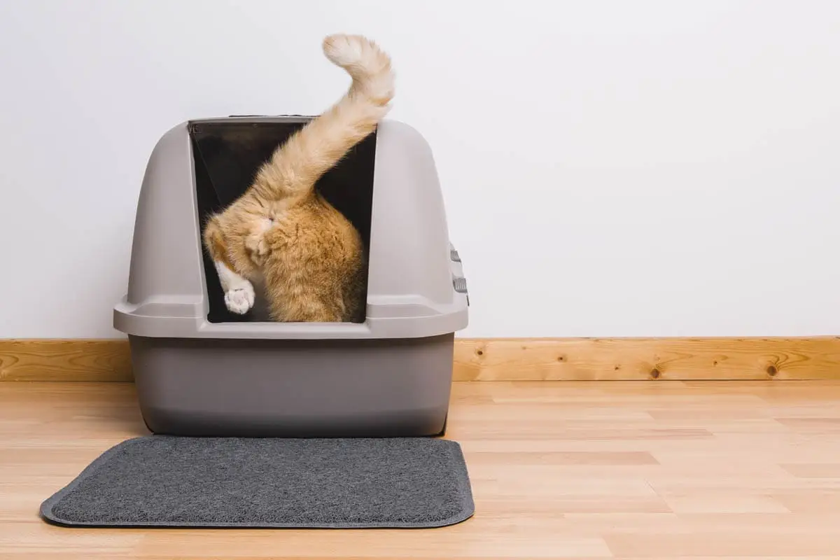 The scoop on cat poop