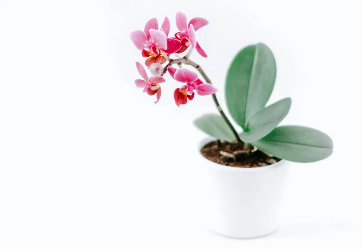 Phalaenopsis or moth orchid