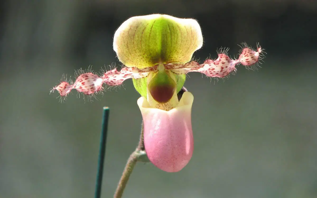 Cypripedium (Lady