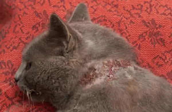 Contact dermatitis and scabbing on the neck